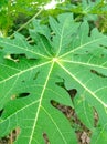 papaya leaves pattern. papaya leaves areÂ broad, flat, and deeply, palmately lobed. Royalty Free Stock Photo