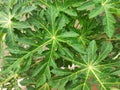 Papaya leaves pattern