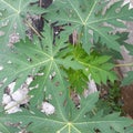 papaya leaves pattren