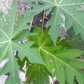 papaya leaves pattren