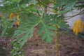 Papaya leaves, fruit tree originate from tropical America Royalty Free Stock Photo