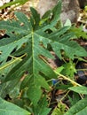 Green papaya leaves and thrives