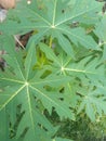 Papaya leaves thrive on plantations Royalty Free Stock Photo