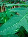 Papaya leaves are very beneficial for digestion and the fruit is very sweet