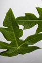 papaya leaves with a white background