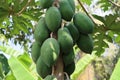 Papaya, or melon tree Ã¢â¬â woody plant; species of the genus Carica, family Caricaceae.