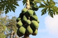 Papaya, or melon tree Ã¢â¬â woody plant; species of the genus Carica, family Caricaceae.