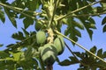 Papaya, or melon tree Ã¢â¬â woody plant; species of the genus Carica, family Caricaceae.