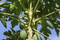 Papaya, or melon tree Ã¢â¬â woody plant; species of the genus Carica, family Caricaceae.