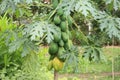 Papaya, or melon tree Ã¢â¬â woody plant; species of the genus Carica, family Caricaceae.