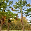 Papaya in oromia Ethiopia Royalty Free Stock Photo