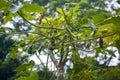 The papaya, papaw, or pawpaw is the plant Carica papaya, one of the 22 accepted species in the genus Carica of the family