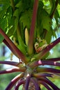 The papaya, papaw or pawpaw is the plant Carica papaya,