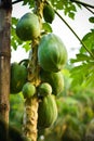 Papaya papaw or pawpaw tree with fruits. Green papaya fruits growing on papaya tree plantation and farming in popular in Usa