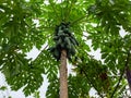 Papaya, papaw, or papaw tree with many big raw green fruits and green leaves in garden against sky.