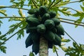 Papaya on the papaya's tree