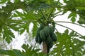 Papaya on the papaya tree Royalty Free Stock Photo