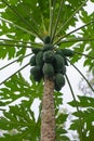 Papaya on the papaya tree Royalty Free Stock Photo