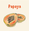 Papaya, pawpaw fruit vector picture hand drawn watercolor painting Royalty Free Stock Photo