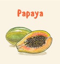 Papaya, pawpaw fruit vector picture hand drawn watercolor painting Royalty Free Stock Photo