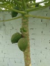 PAPAYA PLANT BINOMIAL NAME; CARICA PAPAYA