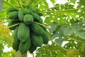Papaya plant and fruit Royalty Free Stock Photo