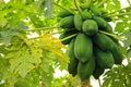 Papaya plant and fruit Royalty Free Stock Photo