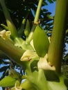 Papaya plant with fruits and flower