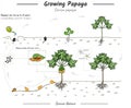 growing Papaya illustration