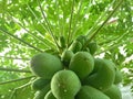The papaya plant is a nutrient-rich fruit and can be used as a vegetable