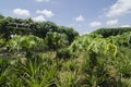 Papaya plantation.