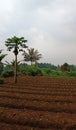 Papaya plantation seedling in portrait position in South Tangerang, West Java, Indonesia