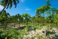 Papaya plantations on tropical island Royalty Free Stock Photo