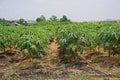 Papaya planting farm, weed control by post emergence herbicide