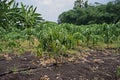 Papaya planting farm, weed control by post emergence herbicide