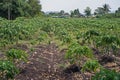 Papaya planting farm, weed control by post emergence herbicide
