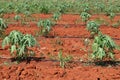 Papaya planting under drip irrigation system