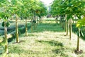 Papaya plants arranged neatly in the garden Royalty Free Stock Photo