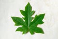 Papaya Plants Green Leaf