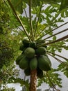 papaya plants are rich in benefits