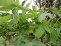 Papaya plants when they are small or not yet fruitful
