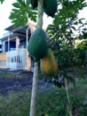 papaya ripe tree and still young