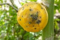 Papaya Rot From Fungal Infection