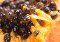 Papaya seed Royalty Free Stock Photo