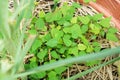 Papaya seedling