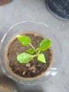 Papaya seedling in the pot