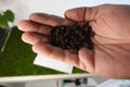 papaya seeds held in the hand, seeds ready for planting