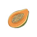 Papaya. Set of hand drawn papaya. Fresh organic food. Vector illustration with sketch fruit Royalty Free Stock Photo