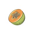 Papaya. Set of hand drawn papaya. Fresh organic food. Vector illustration with sketch fruit Royalty Free Stock Photo