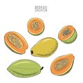 Papaya. Set of hand drawn papaya. Fresh organic food. Vector illustration with sketch fruit Royalty Free Stock Photo